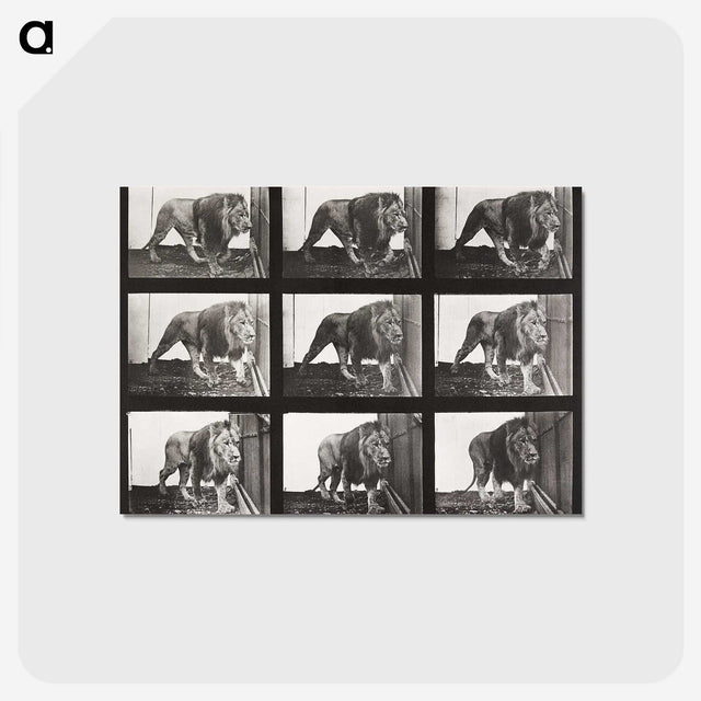 2-78_Eadweard-Muybridge_postcard