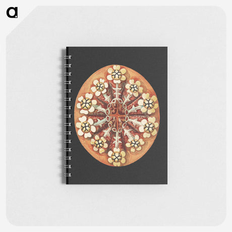 2-78_Ernst-Haeckel_memo