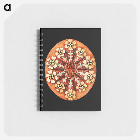 アートメモ帳-Colorful vintage tunicate marine life illustration - エルンスト ヘッケル Memo.