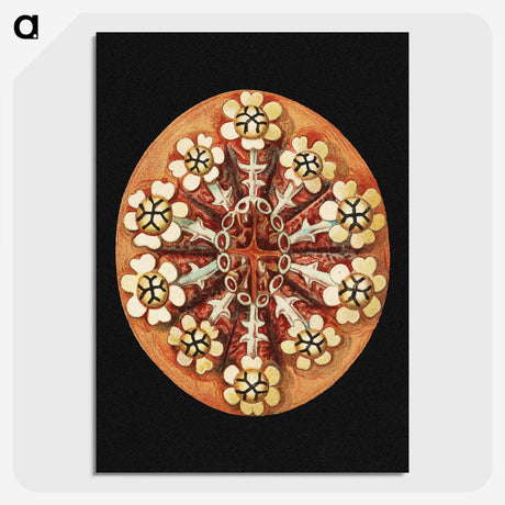 2-78_Ernst-Haeckel_picture-crop