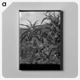 2-78_Frederick-Charles-Brockett_canvas