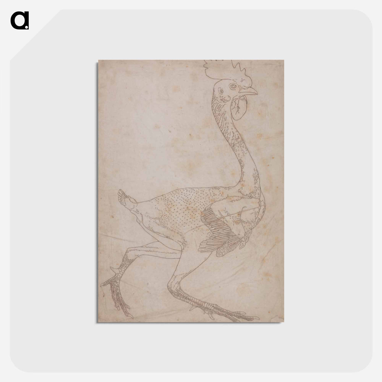 アートポストカード-Fowl Body, Lateral View
 - ジョージ スタッブス Postcard.