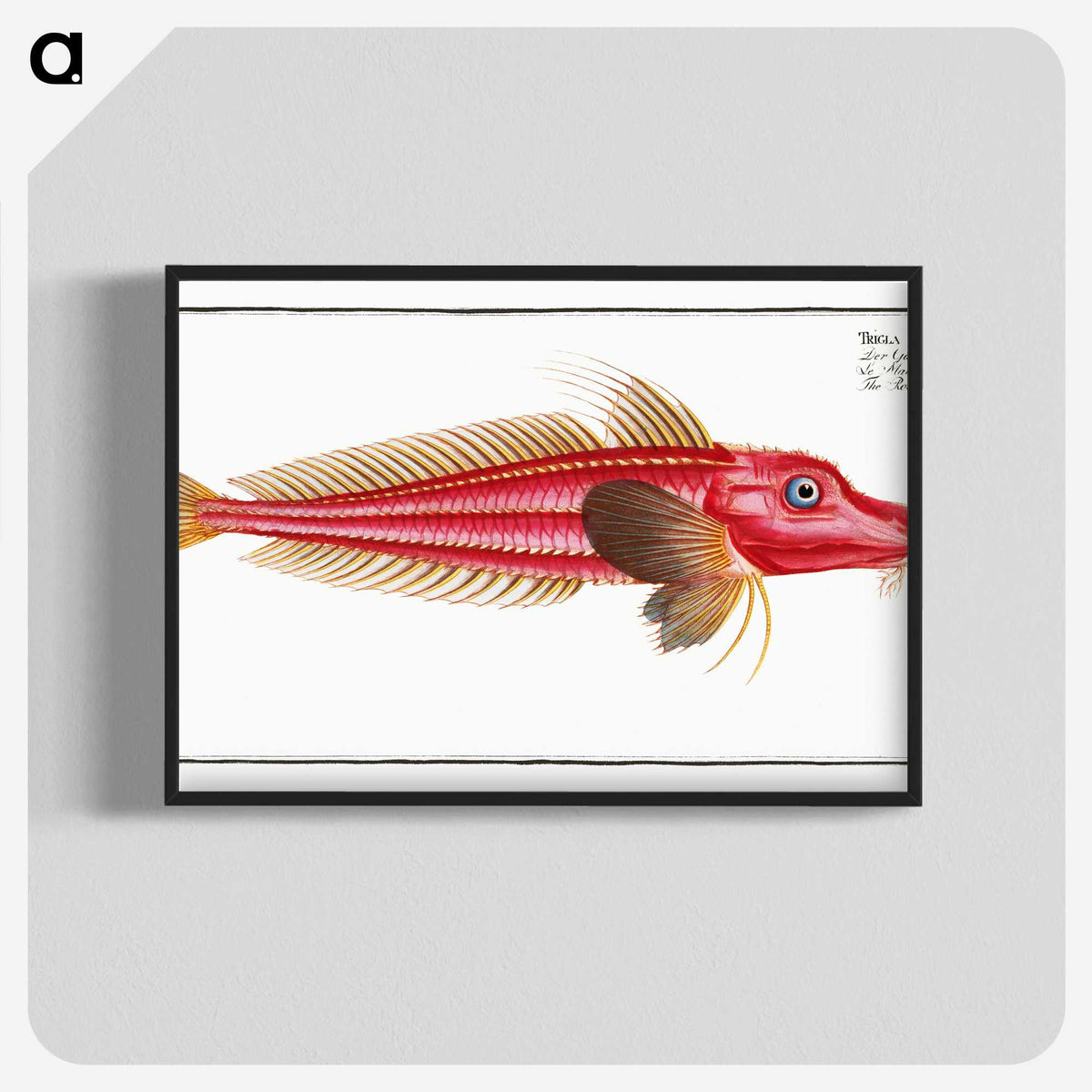 2-78_Ichtyologie-ou-Histoire-naturelle_blk-crop