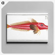 2-78_Ichtyologie-ou-Histoire-naturelle_canvas