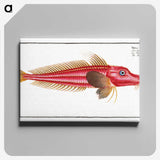 2-78_Ichtyologie-ou-Histoire-naturelle_canvas