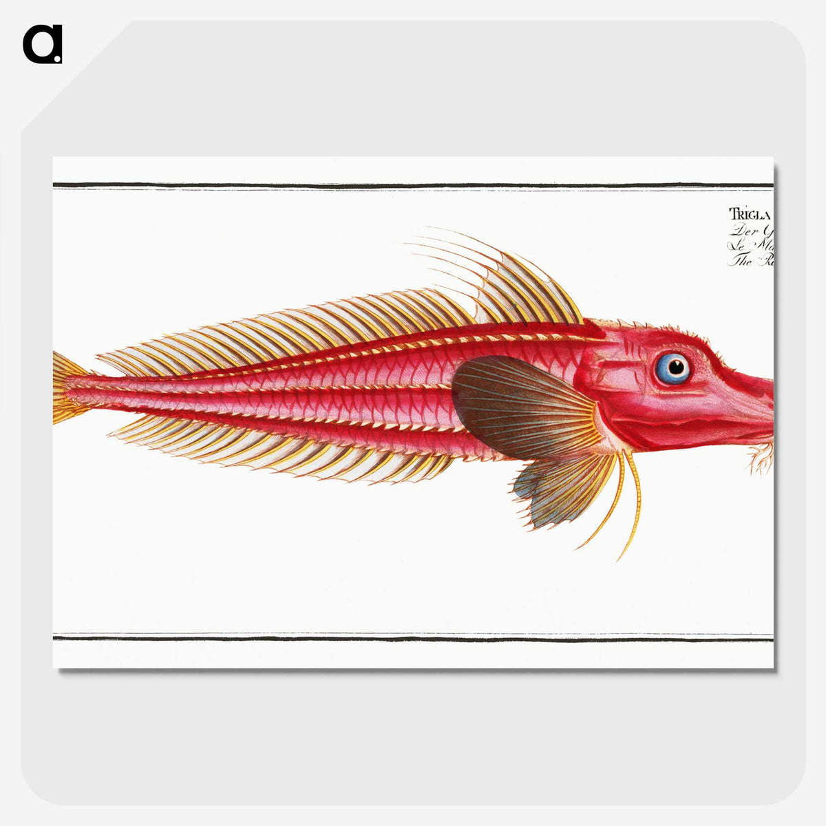2-78_Ichtyologie-ou-Histoire-naturelle_picture-crop