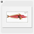 2-78_Ichtyologie-ou-Histoire-naturelle_picture