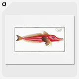 2-78_Ichtyologie-ou-Histoire-naturelle_picture