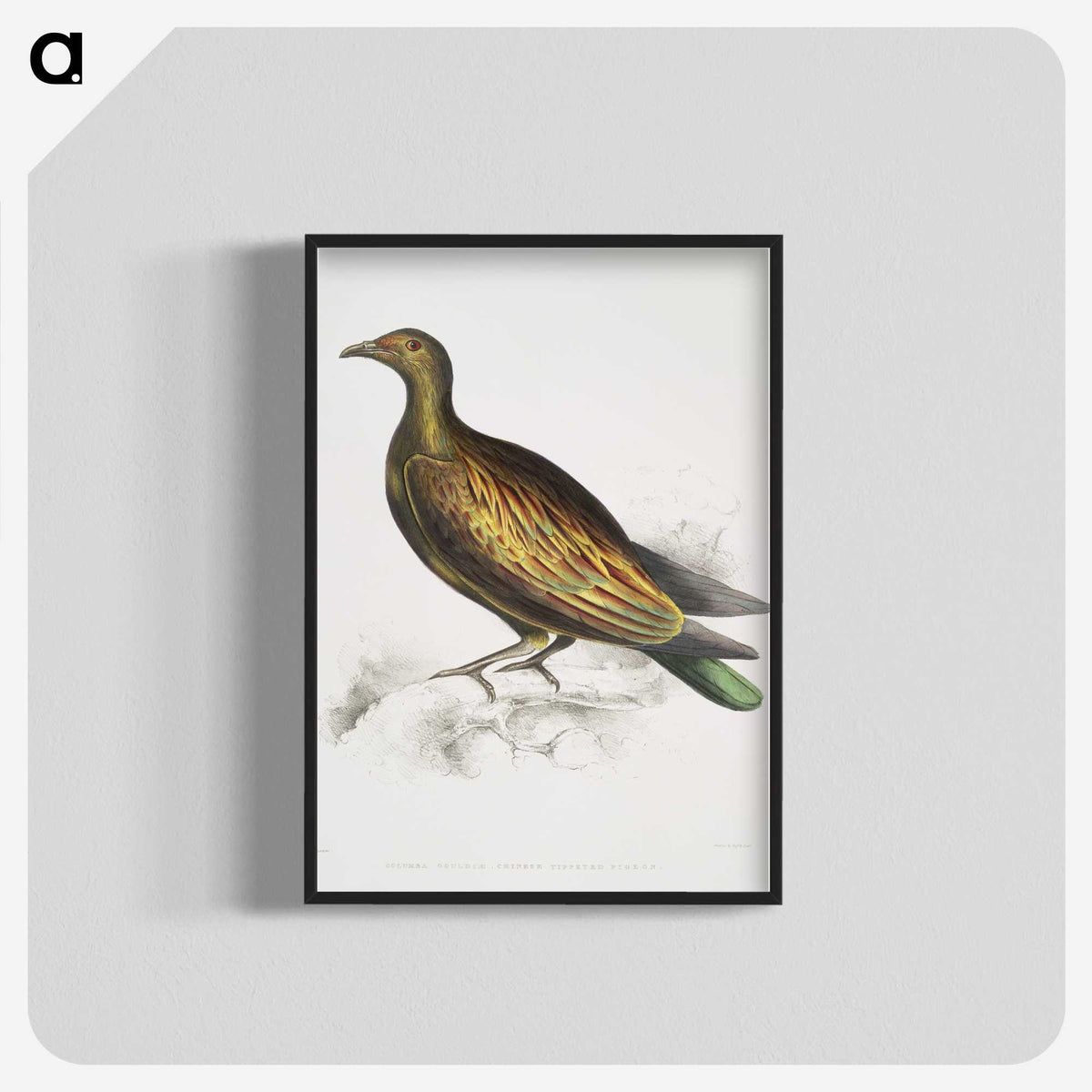2-78_Indian-Zoology_blk-crop