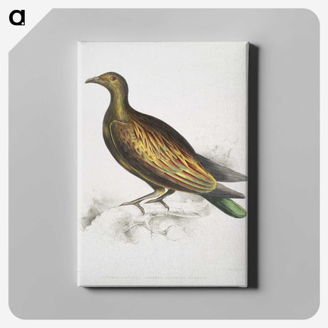 2-78_Indian-Zoology_canvas
