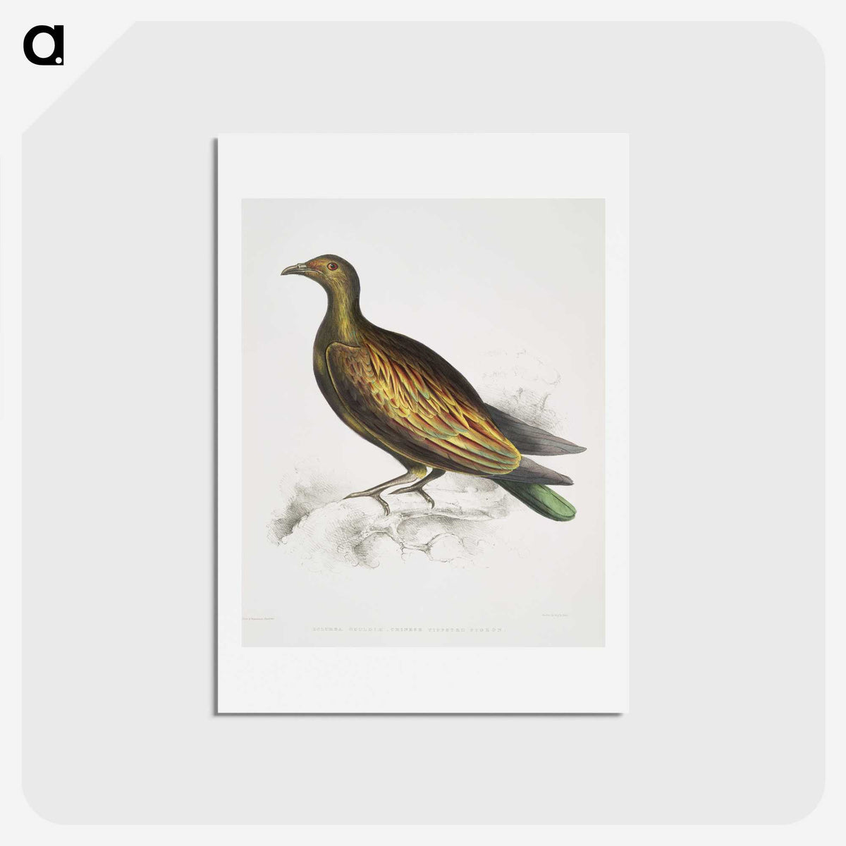 2-78_Indian-Zoology_hagaki