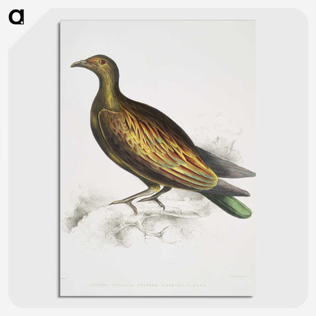 2-78_Indian-Zoology_picture-crop