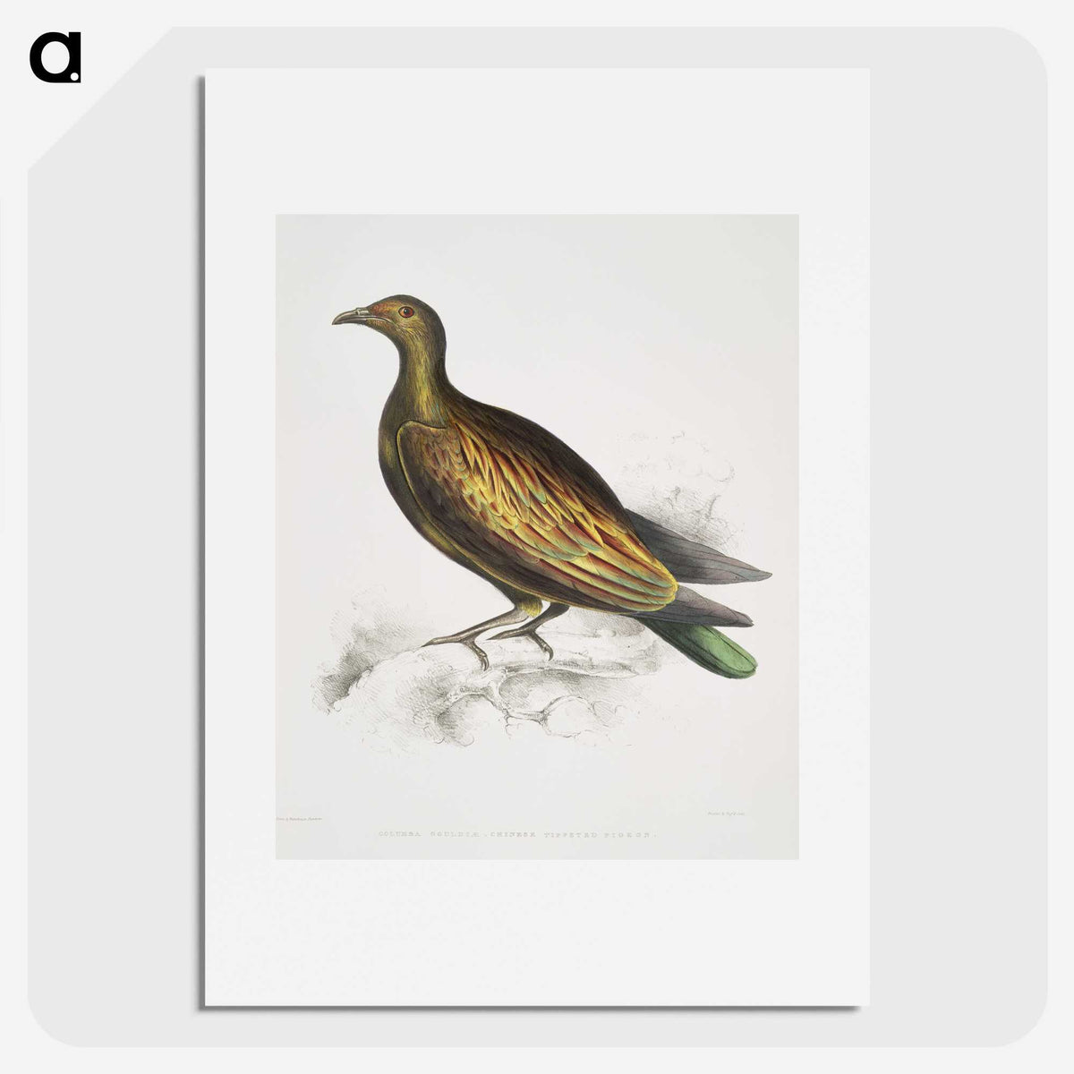 2-78_Indian-Zoology_picture