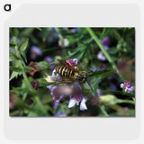 2-78_Insects-Unlocked-Project_picture-crop