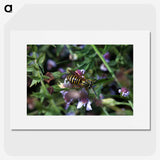 2-78_Insects-Unlocked-Project_picture