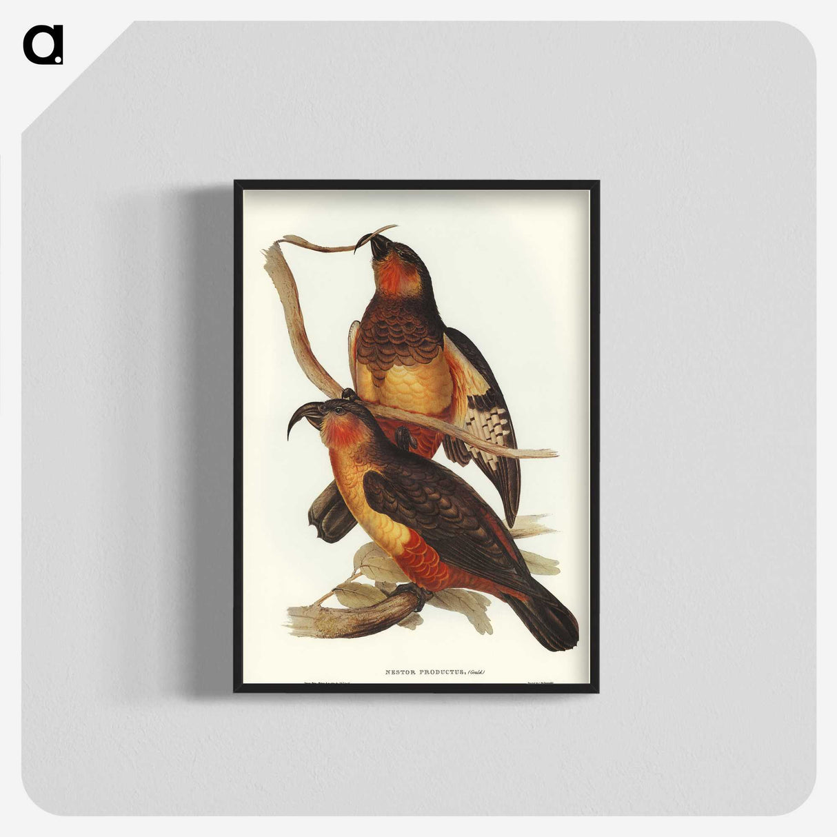 2-78_John-Gould_blk-crop