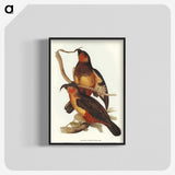 2-78_John-Gould_blk-crop