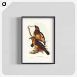 2-78_John-Gould_blk