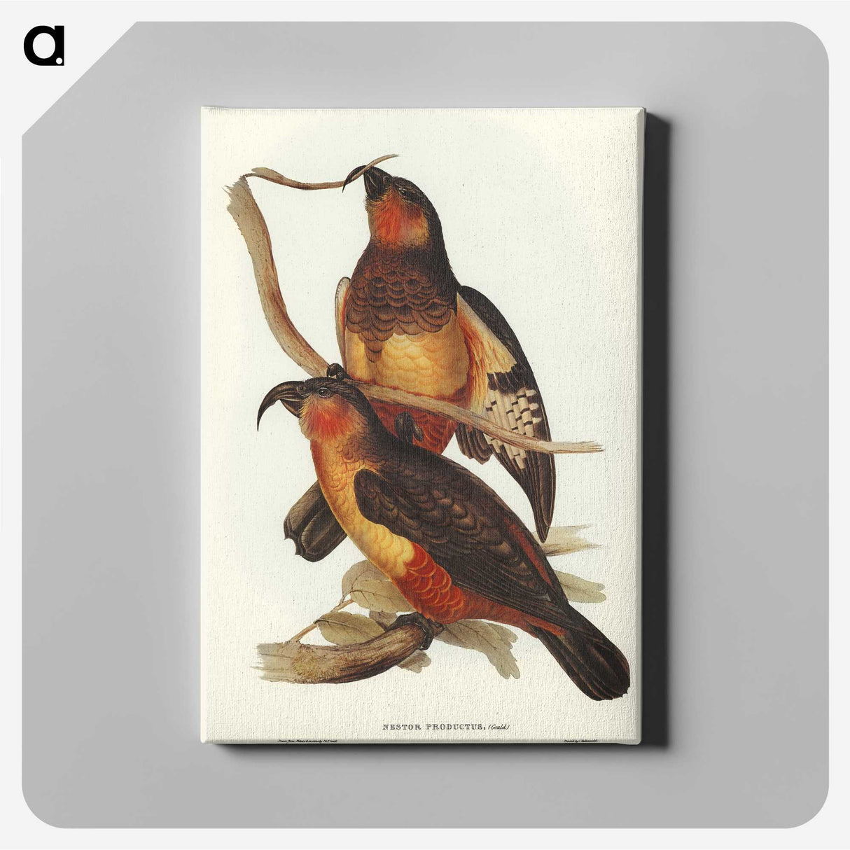 2-78_John-Gould_canvas
