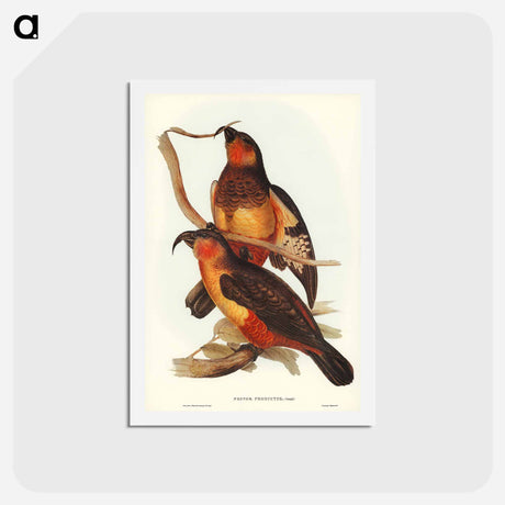 アートポストカード-Philip Island Parrot
 - ジョン グールド Postcard.