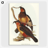 2-78_John-Gould_picture-crop
