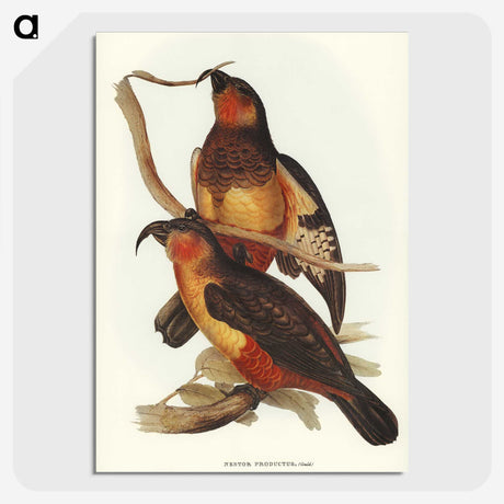 2-78_John-Gould_picture-crop