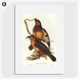2-78_John-Gould_picture