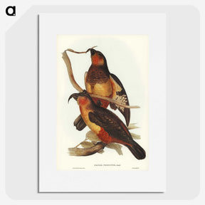 2-78_John-Gould_picture
