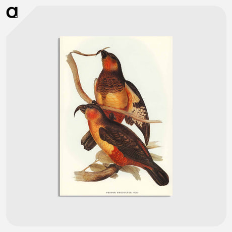 アートポストカード-Philip Island Parrot
 - ジョン グールド Postcard.