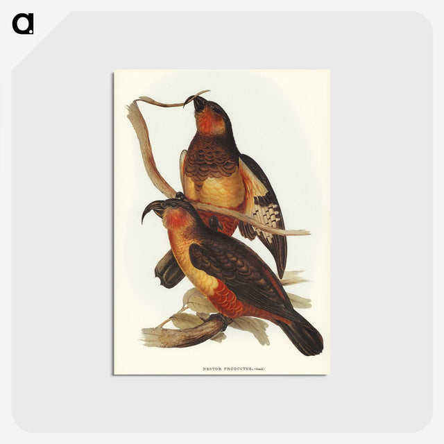 2-78_John-Gould_postcard