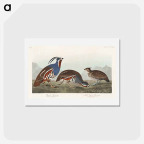 アートポストカード-Plumed Partridge and Thick-legged Partridge
 - ジョン ジェームス オーデュボン Postcard.