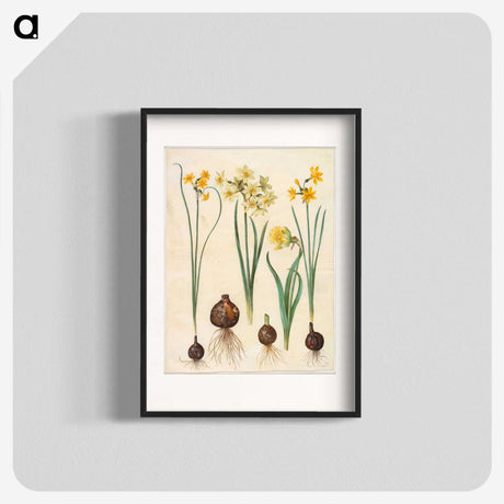 2-78_Maria-Sibylla-Merian_blk