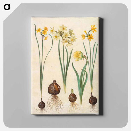 アートパネル-Narcissus
 - マリア ジビーラ メーリアン Canvas.