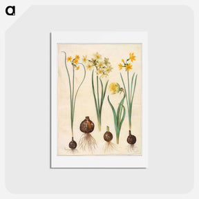 アートポストカード-Narcissus
 - マリア ジビーラ メーリアン Postcard.
