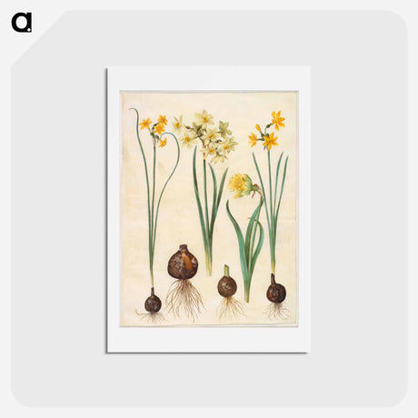 アートポストカード-Narcissus
 - マリア ジビーラ メーリアン Postcard.