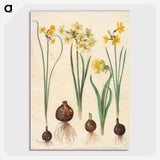 2-78_Maria-Sibylla-Merian_picture-crop