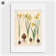 2-78_Maria-Sibylla-Merian_picture