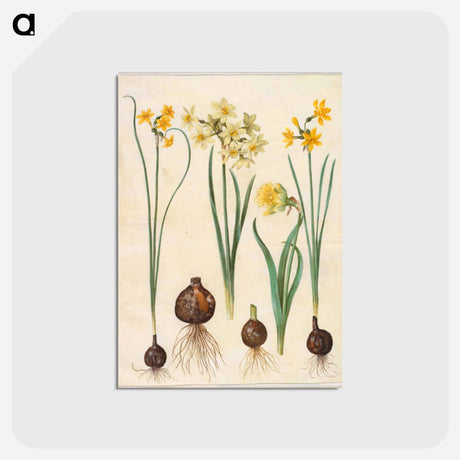 アートポストカード-Narcissus
 - マリア ジビーラ メーリアン Postcard.