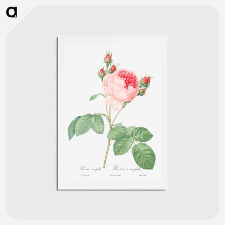 アートポストカード-Cabbage Rose - ピエール ジョゼフ ルドゥーテ Postcard.