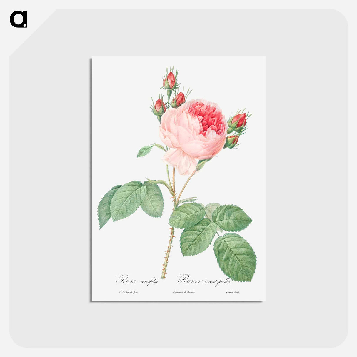 アートポストカード-Cabbage Rose - ピエール ジョゼフ ルドゥーテ Postcard.