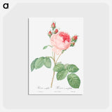 アートポストカード-Cabbage Rose - ピエール ジョゼフ ルドゥーテ Postcard.