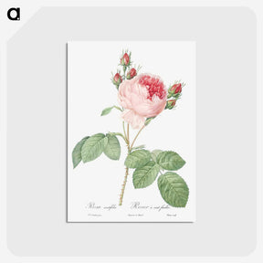 2-78_Pierre-Joseph-Redoute_postcard