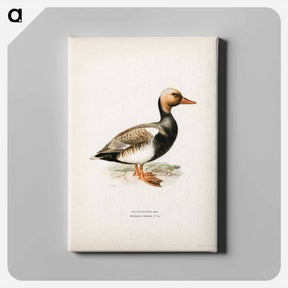 アートパネル-Red-crested Pochard
 - スヴェンスカ フォグラル Canvas.
