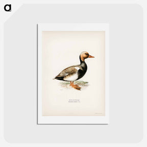 アートポストカード-Red-crested Pochard
 - スヴェンスカ フォグラル Postcard.