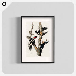 アートポスター-Ivory-billed Woodpecker from Birds of America
 - アメリカの鳥たち Poster.