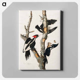 アートパネル-Ivory-billed Woodpecker from Birds of America
 - アメリカの鳥たち Canvas.