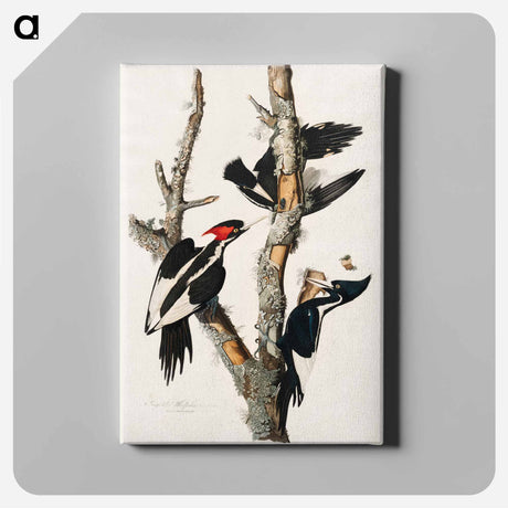 アートパネル-Ivory-billed Woodpecker from Birds of America
 - アメリカの鳥たち Canvas.