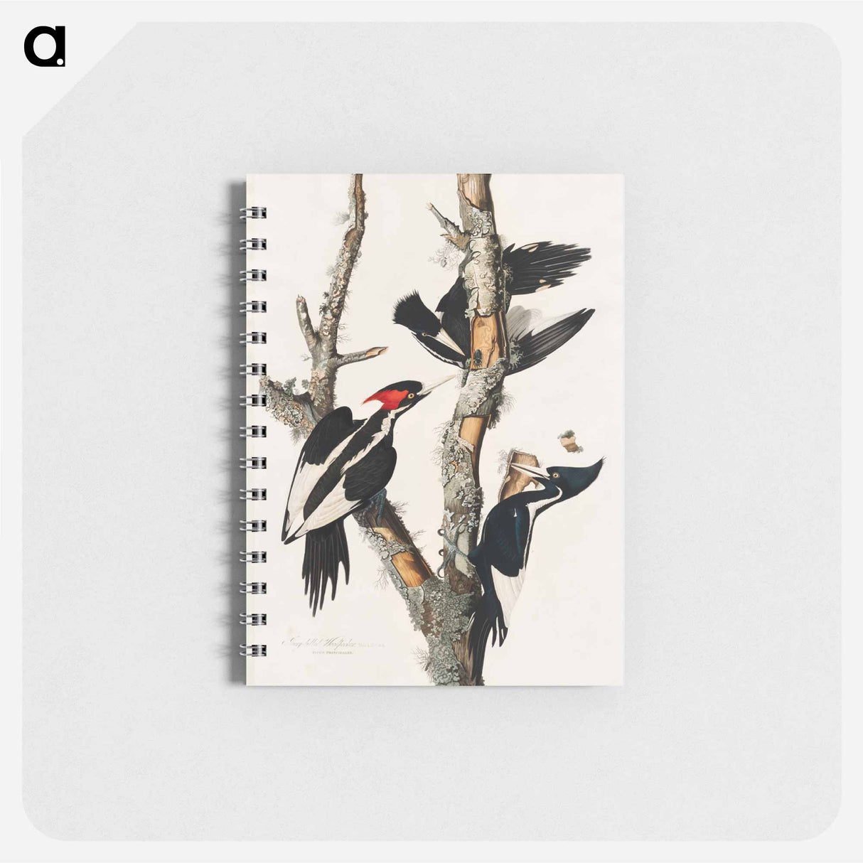 アートメモ帳-Ivory-billed Woodpecker from Birds of America
 - アメリカの鳥たち Memo.