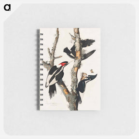 アートメモ帳-Ivory-billed Woodpecker from Birds of America
 - アメリカの鳥たち Memo.