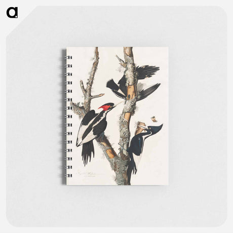 アートメモ帳-Ivory-billed Woodpecker from Birds of America
 - アメリカの鳥たち Memo.